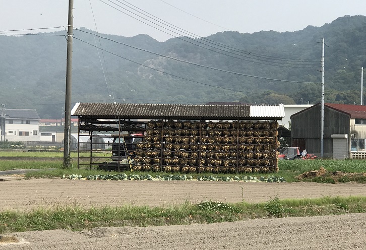 玉ねぎのことならタマネギ農家に直接聞いてみよう